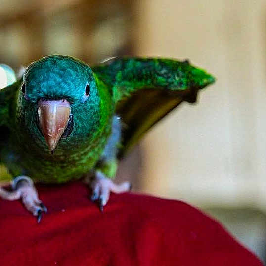 Connie joined the competition — help win amazing prizes! beak, bird, budgie, eye, green, macaw, organism, parakeet, parrot, wing