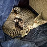 Roscoe is registered to the contest to win money with this photo: animal_family, baby_animals, blanket, cat, cozy, cuddle, cute, domestic_cat, feline, fur, indoor, kitten, mother_cat, newborn, pet, resting, sleeping, snuggling, soft_texture, tabby_cat