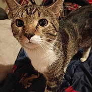 Roscoe joined the competition — help win amazing prizes! animal, background, bed, bicycle, blanket, cat, close_up, curious, domestic_animal, ears, eyes, face, feline, fur, indoor, mammal, pet, tabby, wheel, whiskers