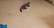 Roscoe is registered to the contest to win money with this photo: animal, blue_cloth, brown, casual, cat, doorway, floor, foot, furniture, home, indoor, pet, plastic_jug, quiet, rattan_chair, relaxed, resting, sneakers, tabby_cat, tile_floor
