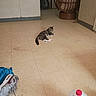 animal, blue_cloth, brown, casual, cat, doorway, floor, foot, furniture, home, indoor, pet, plastic_jug, quiet, rattan_chair, relaxed, resting, sneakers, tabby_cat, tile_floor