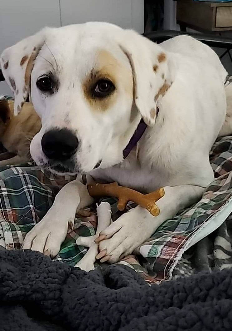 Freya is registered to the contest to win money with this photo: canidae, carnivore, collar, comfort, companion_dog, dog, dog_breed, dog_collar, dog_supply, fawn, fur, pattern, pet_supply, puppy, puppy_love, retriever, sporting_group, tartan, whiskers, working_animal