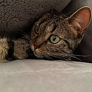 Ruby participe au concours pour gagner de l'argent avec cette photo : animal, cat, close_up, companion, cozy, curious, cute, ear, feline, fur, green_eyes, indoor, laying_down, pet, portrait, relaxed, resting, soft_texture, tabby, whiskers