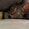 animal, cat, close_up, companion, cozy, curious, cute, ear, feline, fur, green_eyes, indoor, laying_down, pet, portrait, relaxed, resting, soft_texture, tabby, whiskers