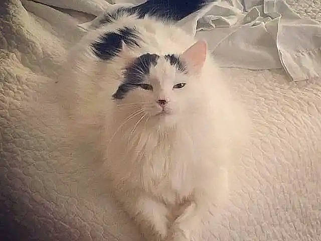 Darwin is registered to the contest to win money with this photo: carnivore, cat, eye, fawn, felidae, fur, paw, sand, small_to_medium_sized_cats, snout, tail, terrestrial_animal, whiskers, window