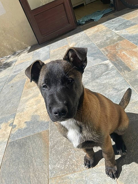 Alpha a rejoint le concours — aidez-le/la à gagner de superbes lots ! ancient_dog_breeds, carnivore, collar, companion_dog, dog, dog_breed, fawn, flooring, guard_dog, pet_supply, plant, snout, sporting_group, tail, terrestrial_animal, toy_dog, whiskers, window, working_animal, working_dog