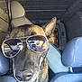 Alpha a rejoint le concours — aidez-le/la à gagner de superbes lots ! dog, sunglasses, vehicle, car_interior, seat, headrest, reflection, road, window, canine, pet, portrait, closeup, animal, transportation, travel, sunlight, cool, funny, driver