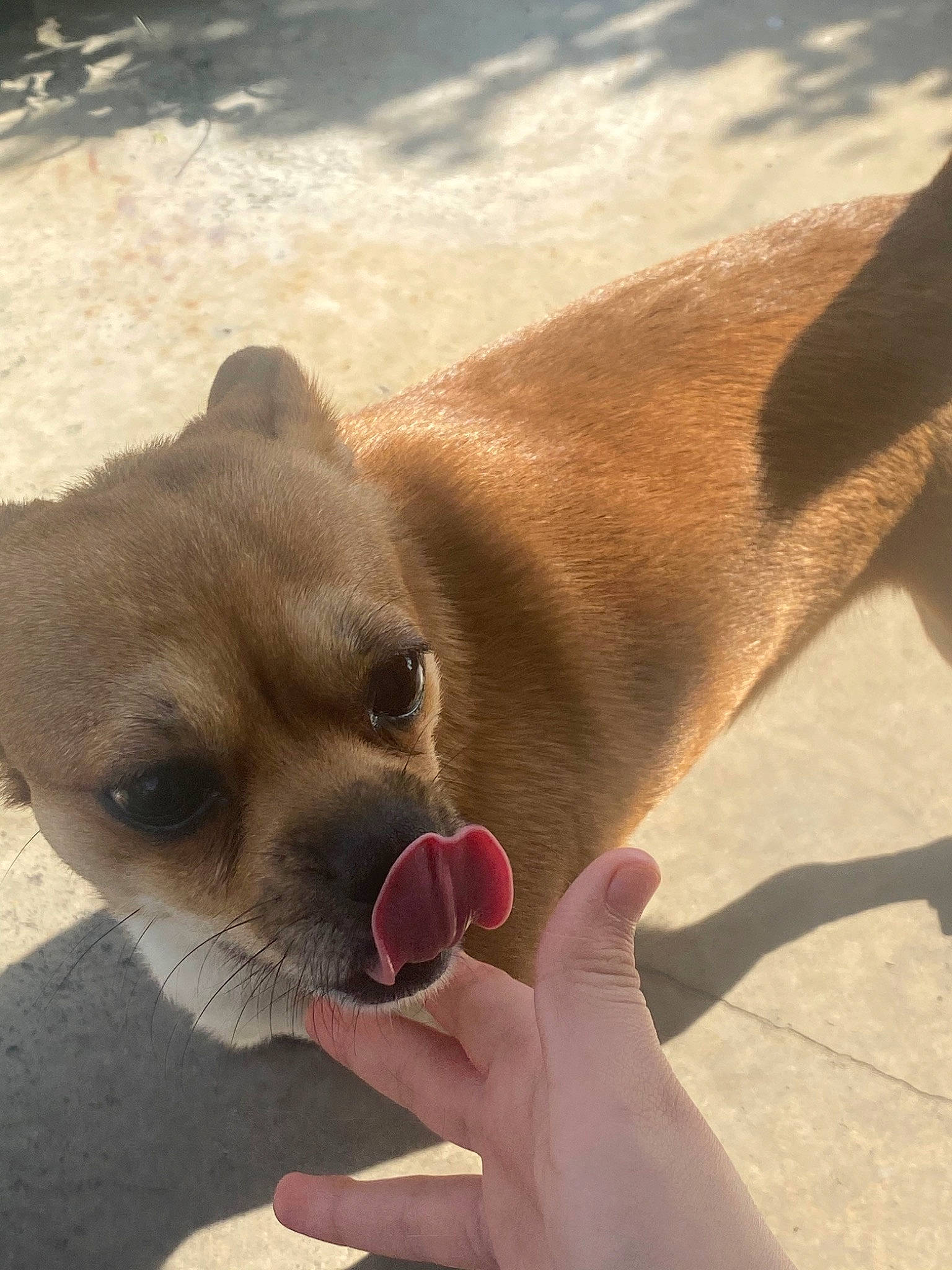 Guantes Rendón is registered to the contest to win money with this photo: canidae, carnivore, companion_dog, dog, dog_breed, ear, fawn, mammal, non_sporting_group, nose, puppy, snout, toy_dog, vertebrate