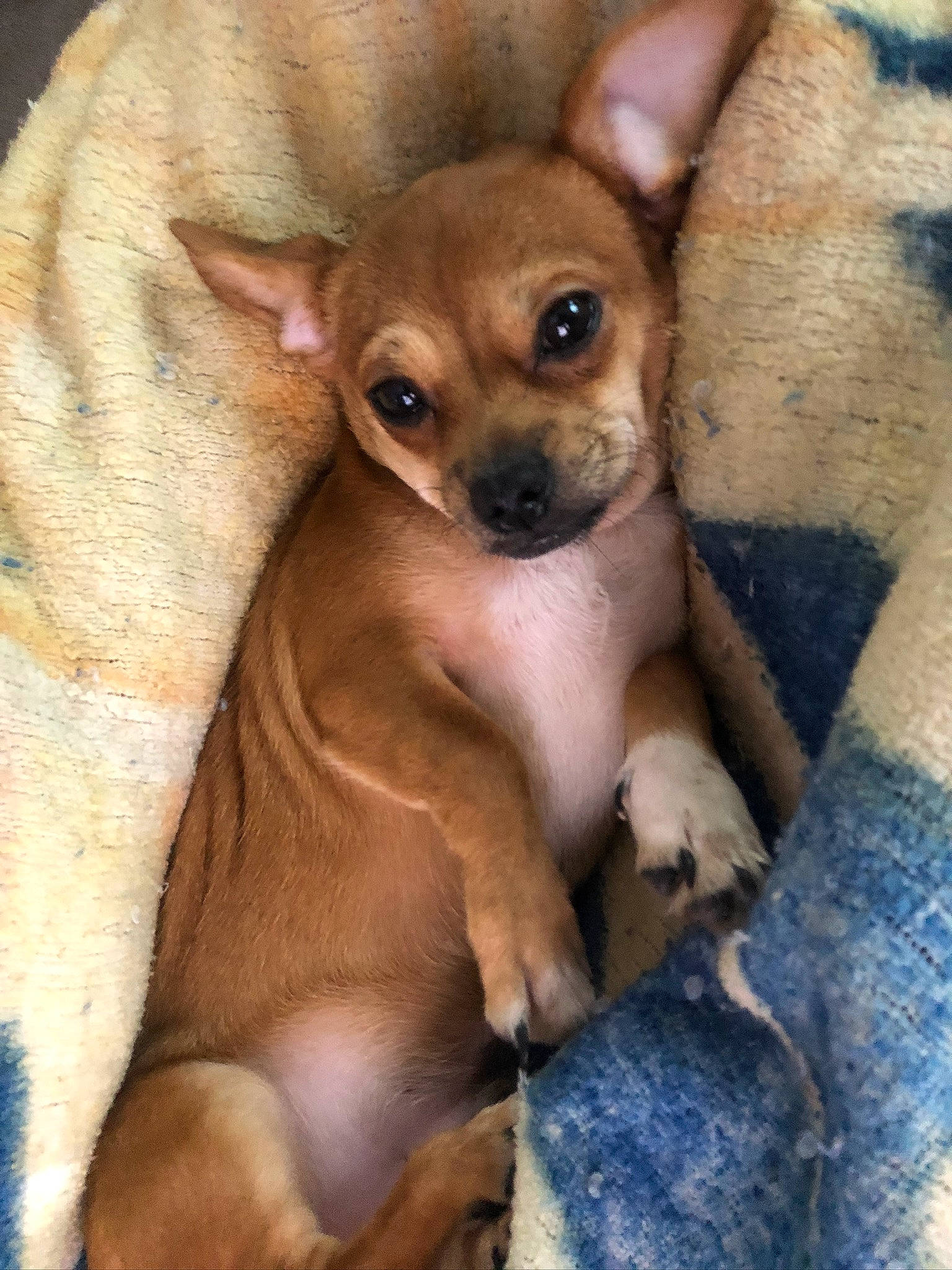 Guantes Rendón joined the competition — help win amazing prizes! canidae, carnivore, chihuahua, companion_dog, corgi_chihuahua, dog, dog_breed, fawn, feist, mammal, miniature_fox_terrier, pinscher, prazsky_krysarik, puppy, russkiy_toy, snout, sporting_group, toy_dog, vertebrate, whiskers