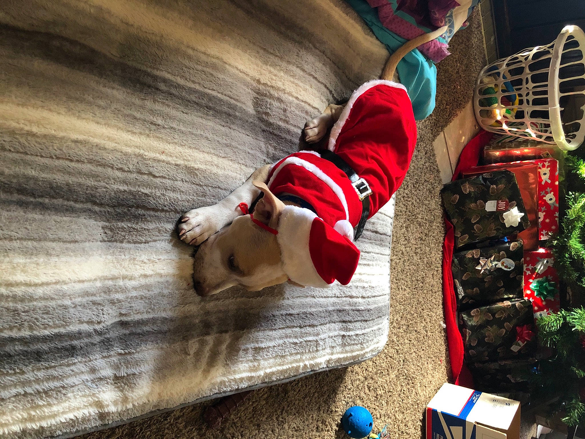 Buddy James joined the competition — help win amazing prizes! brass_instrument, carmine, christmas, christmas_decoration, christmas_eve, christmas_ornament, companion_dog, costume_accessory, dog_clothes, dog_supply, fictional_character, holiday, santa_claus, stuffed_toy, toy, tradition, wood_flooring