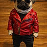 Buster is registered to the contest to win money with this photo: accessorized, animal_costume, black_pants, cap, close_up, dog, fashion, hat, humor, indoor, leather_jacket, paws, pet, portrait, pug, red_jacket, standing, stylish, sunglasses, wooden_floor