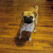 Buster joined the competition — help win amazing prizes! baseboard, big_eyes, black_mask, curtain, dog, doorway, floorboards, front_legs, hardwood_floor, home_interior, indoor, pet, pug, shadow, short_muzzle, small_dog, standing, tan_coat, wooden_floor, wrinkles