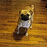 baseboard, big_eyes, black_mask, curtain, dog, doorway, floorboards, front_legs, hardwood_floor, home_interior, indoor, pet, pug, shadow, short_muzzle, small_dog, standing, tan_coat, wooden_floor, wrinkles