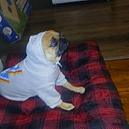 Buster is registered to the contest to win money with this photo: animal, black, blanket, brown_dog, casual, checkered, clothing, comfortable, cozy, cute, dog, floor, hoodie, indoor, looking, pet, red, sitting, small_dog, wooden_floor