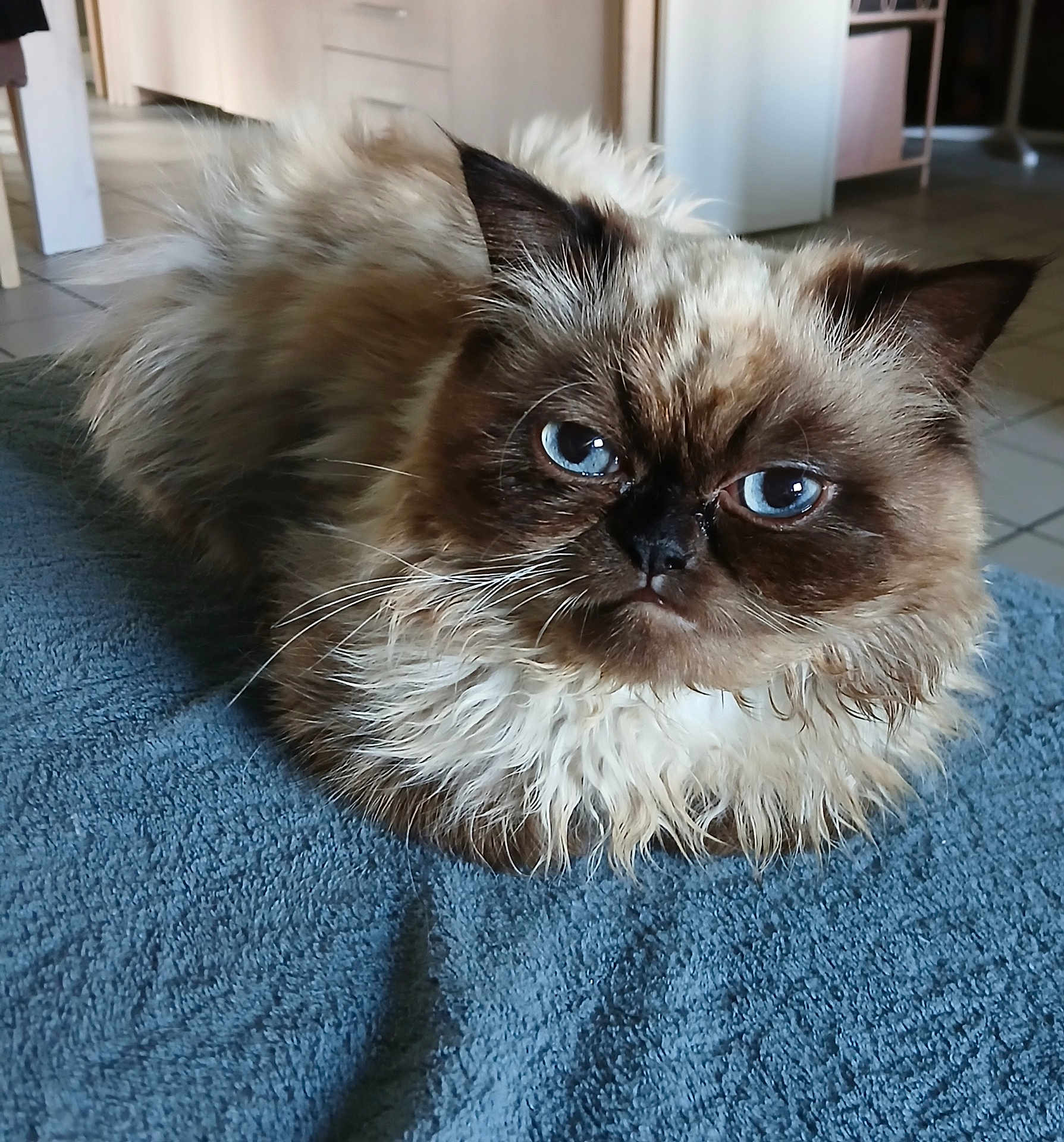Simba a rejoint le concours — aidez-le/la à gagner de superbes lots ! cat, fluffy, blue_eyes, indoor, towel, fur, pet, animal, closeup, face, whiskers, resting, cute, mammal, portrait, looking, feline, brown, cozy, floor
