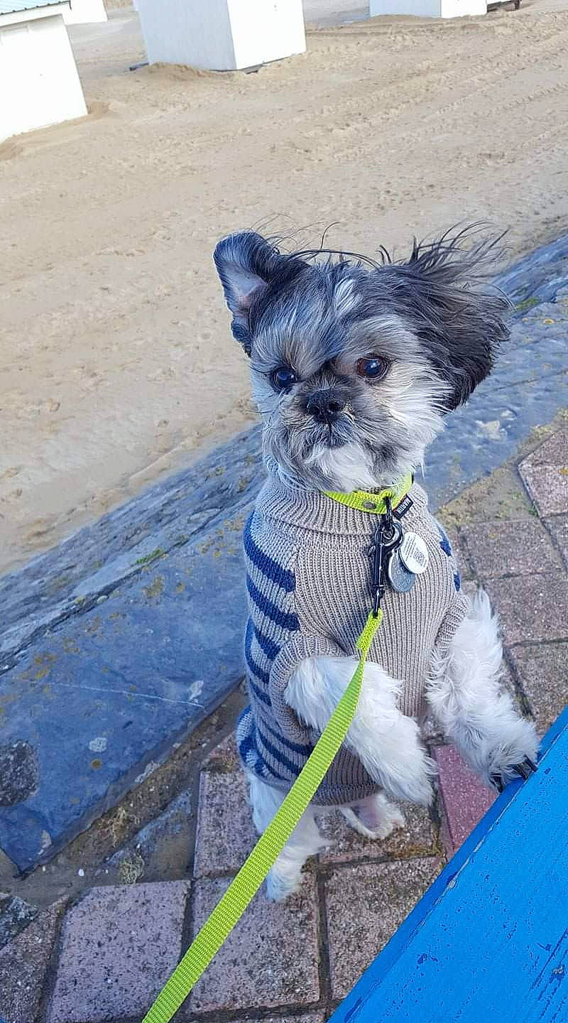 Espoir participe au concours pour gagner de l'argent avec cette photo : cairn_terrier, canidae, carnivore, companion_dog, dog, dog_breed, dog_clothes, mammal, morkie, poodle_crossbreed, puppy, sporting_group, terrier, toy_dog, yorkshire_terrier