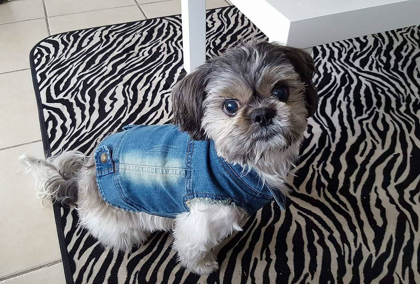 Espoir participe au concours pour gagner de l'argent avec cette photo : canidae, carnivore, chinese_imperial_dog, companion_dog, dog, dog_breed, dog_clothes, lhasa_apso, lowchen, maltepoo, mammal, morkie, non_sporting_group, pekapoo, puppy, rare_breed_dog, shih_tzu, snout, sporting_group, toy_dog