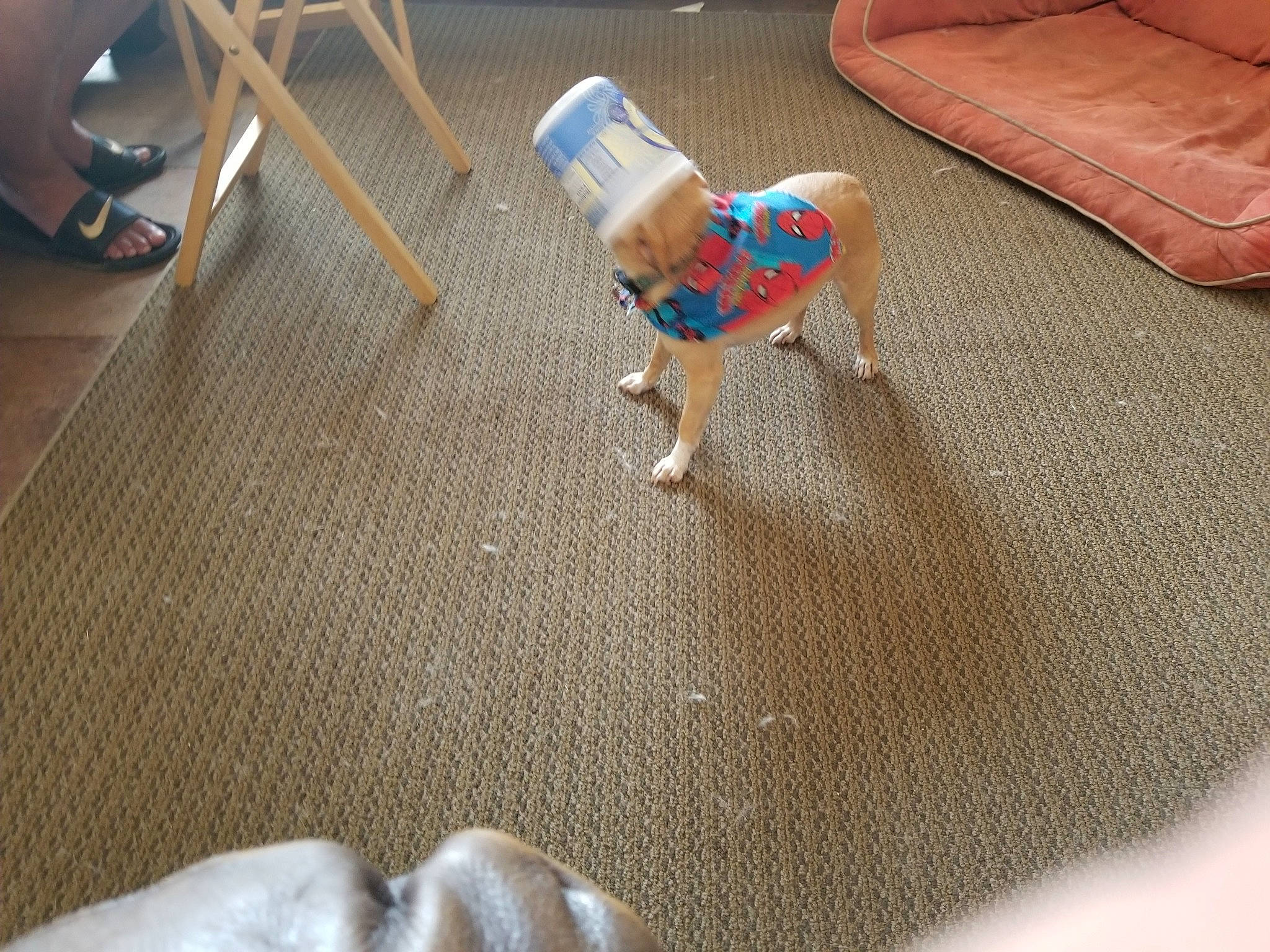 Piggie Piggie joined the competition — help win amazing prizes! canidae, carnivore, companion_dog, dog, dog_breed, dog_clothes, fawn, floor, flooring, italian_greyhound, paw, play, sporting_group