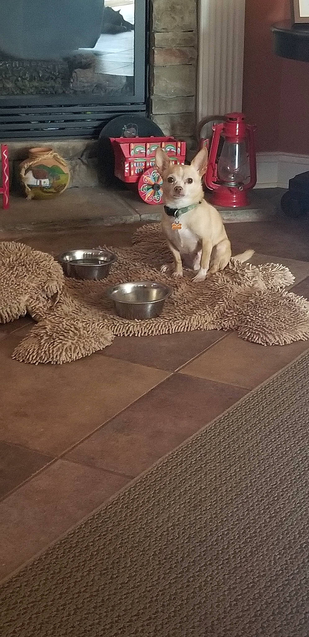 Piggie Piggie joined the competition — help win amazing prizes! canidae, carnivore, companion_dog, dog, dog_breed, fawn, floor, flooring, hardwood, non_sporting_group