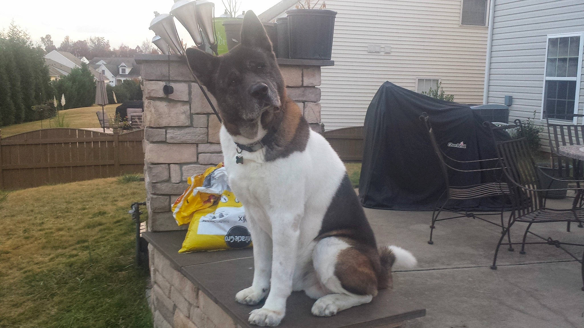 Zulu is registered to the contest to win money with this photo: akita, brazilian_terrier, canidae, carnivore, chilean_fox_terrier, companion_dog, dog, dog_breed, fox_terrier, mammal, smooth_fox_terrier, snout, sporting_group, vertebrate