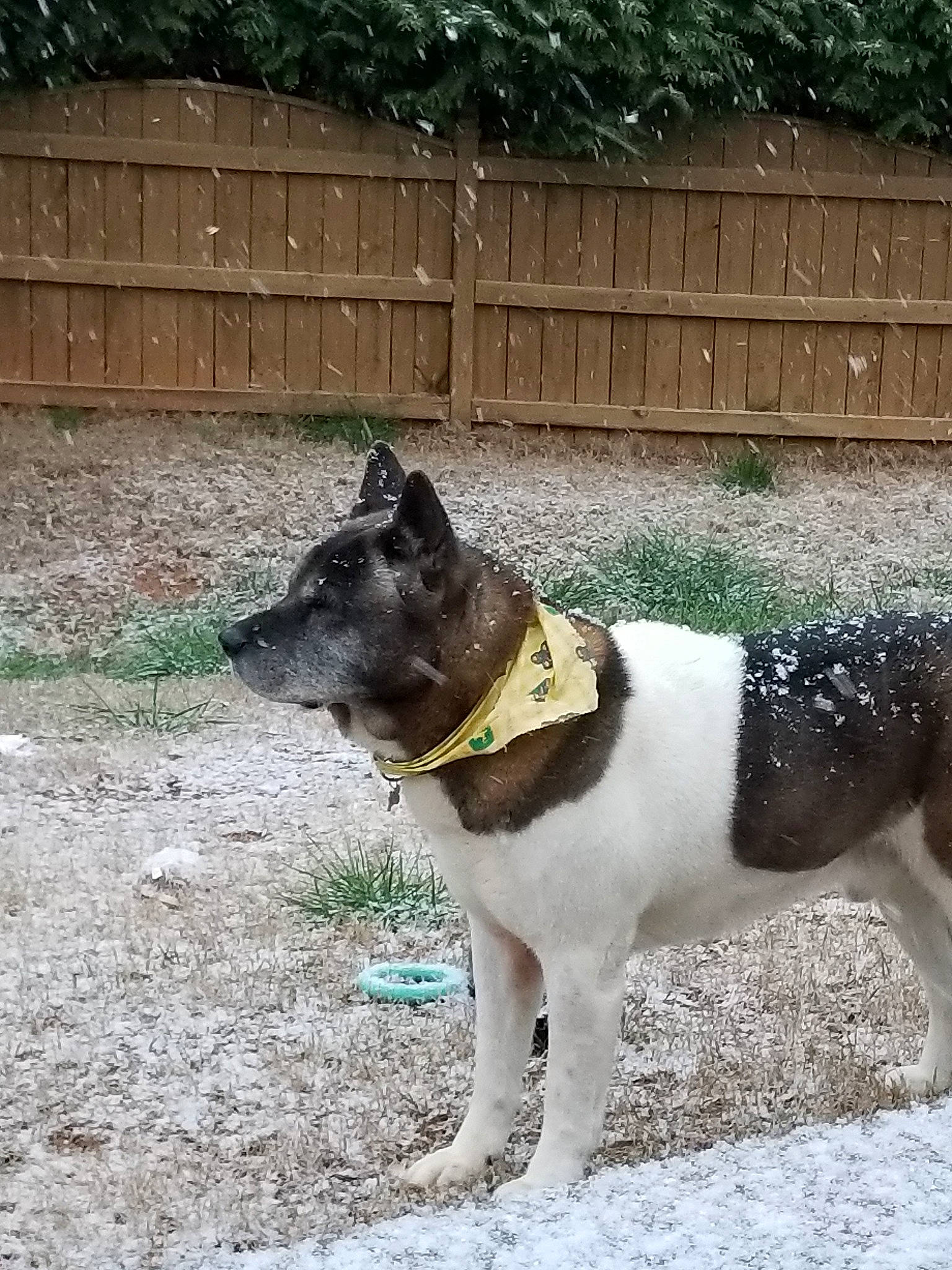 Zulu is registered to the contest to win money with this photo: akita, canidae, carnivore, dog, dog_breed, mammal, snout, sporting_group, tail, vertebrate