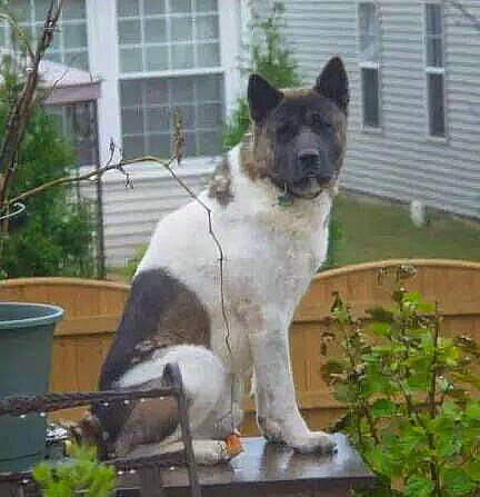 Zulu joined the competition — help win amazing prizes! akita, akita_inu, canaan_dog, canidae, carnivore, dog, dog_breed, mammal, thai_bangkaew_dog, vertebrate, working_dog