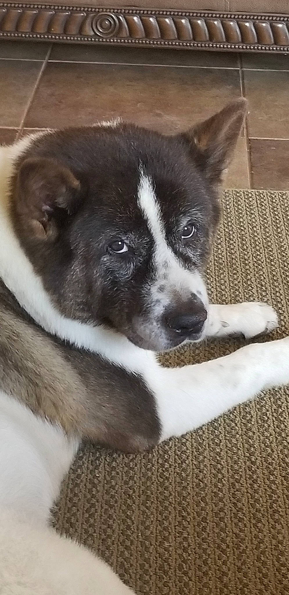 Sheba joined the competition — help win amazing prizes! akita, canaan_dog, canidae, carnivore, dog, dog_breed, karelian_bear_dog, laika, mammal, norwegian_elkhound, siberian_husky, snout, sporting_group, thai_bangkaew_dog, vertebrate