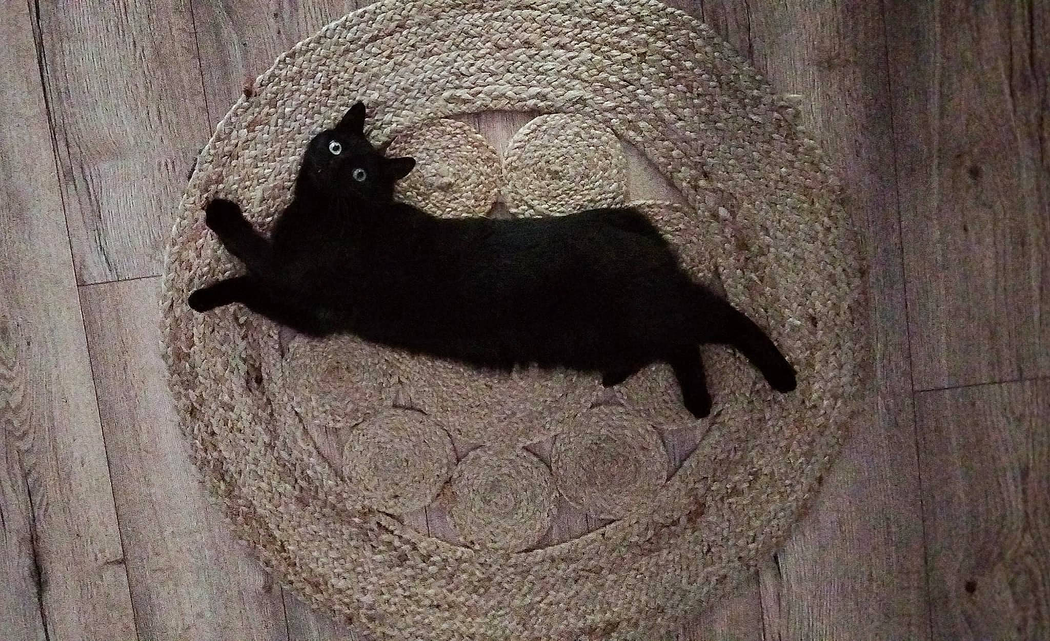 Chatoune a rejoint le concours — aidez-le/la à gagner de superbes lots ! art, asphalt, black_cat, carnivore, cat, concrete, fashion_accessory, felidae, grey, hat, road_surface, rock, shadow, small_to_medium_sized_cats, snout, tail, terrestrial_animal, tints_and_shades, whiskers, wood