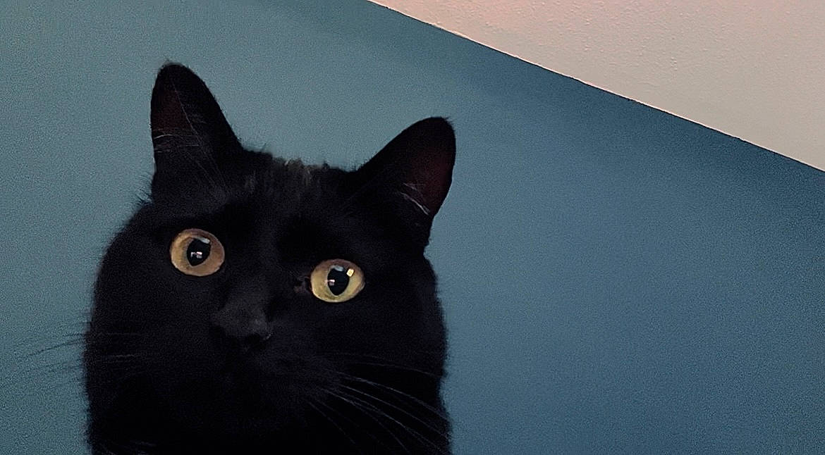 Chatoune participe au concours pour gagner de l'argent avec cette photo : black_cat, bombay, carnivore, cat, domestic_short_haired_cat, felidae, fur, small_to_medium_sized_cats, snout, whiskers