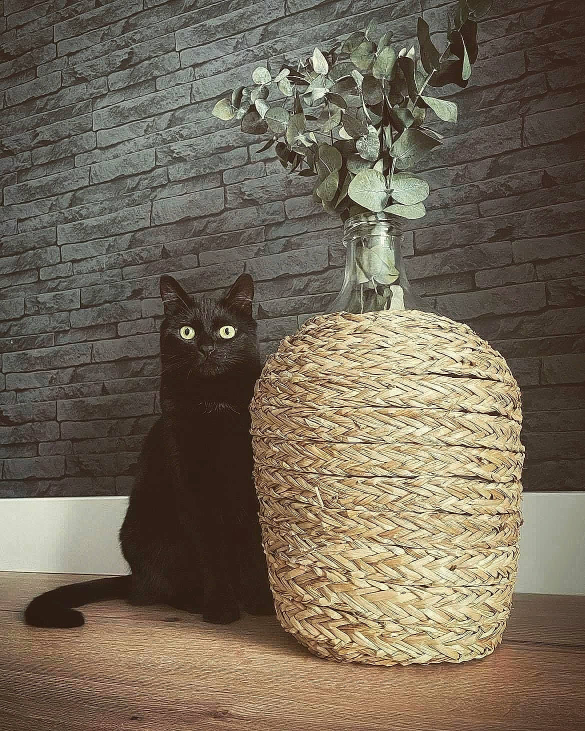 Chatoune a rejoint le concours — aidez-le/la à gagner de superbes lots ! art, artifact, carnivore, cat, door, felidae, flowerpot, grey, monochrome_photography, plant, rectangle, small_to_medium_sized_cats, tail, tints_and_shades, tree, trunk, twig, vase, whiskers, wood