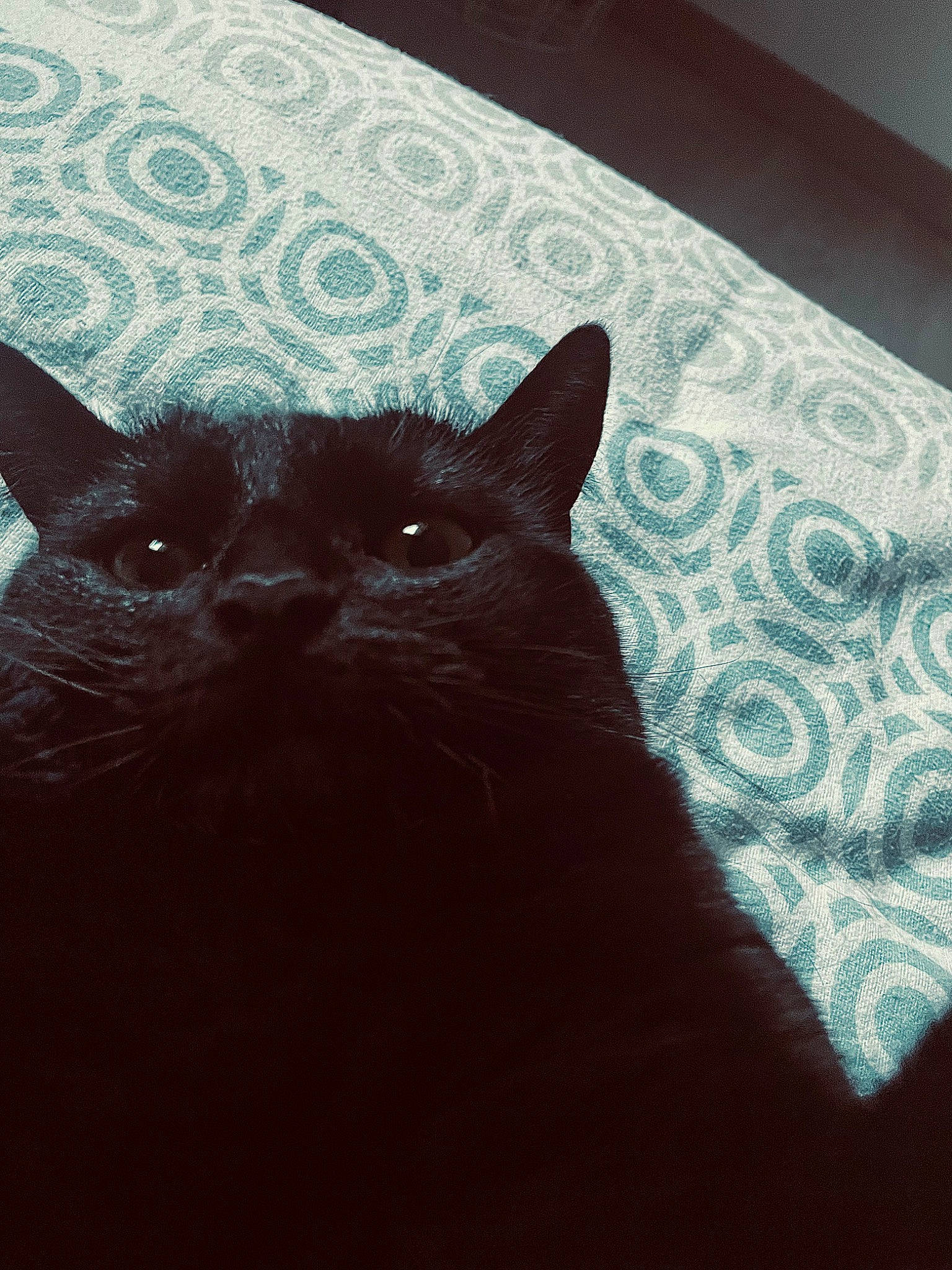 Chatoune a rejoint le concours — aidez-le/la à gagner de superbes lots ! black_cat, carnivore, cat, close_up, comfort, darkness, domestic_short_haired_cat, felidae, fur, grey, mammal, small_to_medium_sized_cats, snout, tail, terrestrial_animal, tints_and_shades, vertebrate, whiskers, window, wood