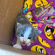 Grey joined the competition — help win amazing prizes! animal, blanket, blue_eyes, cardboard_box, cat, closeup, cozy, cute, emoji_pattern, gray_fur, indoor, kitten, meowing, open_mouth, paw, pink_nose, portrait, purple_blanket, whiskers, white_fur
