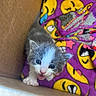 animal, blanket, blue_eyes, cardboard_box, cat, closeup, cozy, cute, emoji_pattern, gray_fur, indoor, kitten, meowing, open_mouth, paw, pink_nose, portrait, purple_blanket, whiskers, white_fur
