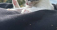Grey is registered to the contest to win money with this photo: animal, blanket, blurred_background, cat, close_up, clouds, cute, fluffy, gray_fur, grooming, kitten, outdoor, paw, pet, pink_paw_pads, raised_paw, sky, sleepy, whiskers, white_fur