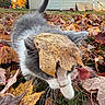 Grey joined the competition — help win amazing prizes! animal, autumn, backyard, camouflage, cat, closeup, curious, fall, funny, fur, grass, gray_cat, leaf, leaves, nature, outdoor, pet, portrait, whiskers, white_cat