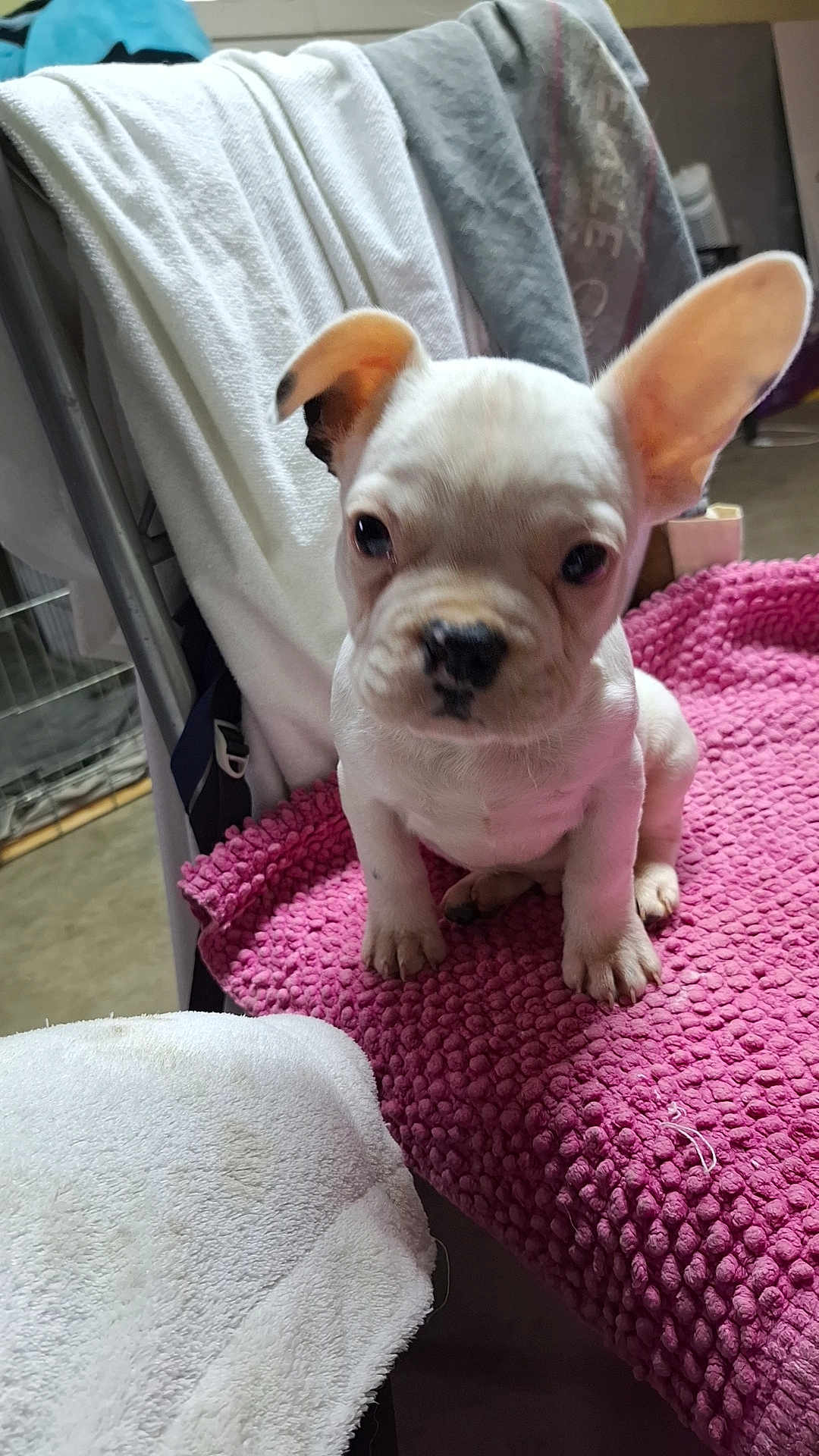 éros a rejoint le concours — aidez-le/la à gagner de superbes lots ! puppy, dog, white_dog, small_dog, pet, indoors, blanket, chair, towel, fur, ears, animal, cute, pet_bed, texture, household, curious, sitting, closeup, young