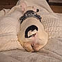 éros participe au concours pour gagner de l'argent avec cette photo : dog, french_bulldog, blanket, indoor, sleeping, harness, curled_tail, cozy, pet, fur, resting, warm, comfort, animal, back_view, soft_texture, relaxation, home, couch, nap