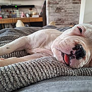 éros participe au concours pour gagner de l'argent avec cette photo : puppy, dog, white_dog, sleeping, tongue_out, blanket, cozy, indoor, close_up, pet, cute, resting, knitted_blanket, home, relaxed, animal, fur, snout, small_dog, domestic