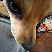 Maggie joined the competition — help win amazing prizes! dog, close_up, face, nose, eye, fur, pet, indoor, blanket, couch, brown, cozy, animal, companion, whiskers, snout, soft, curious, portrait, furniture