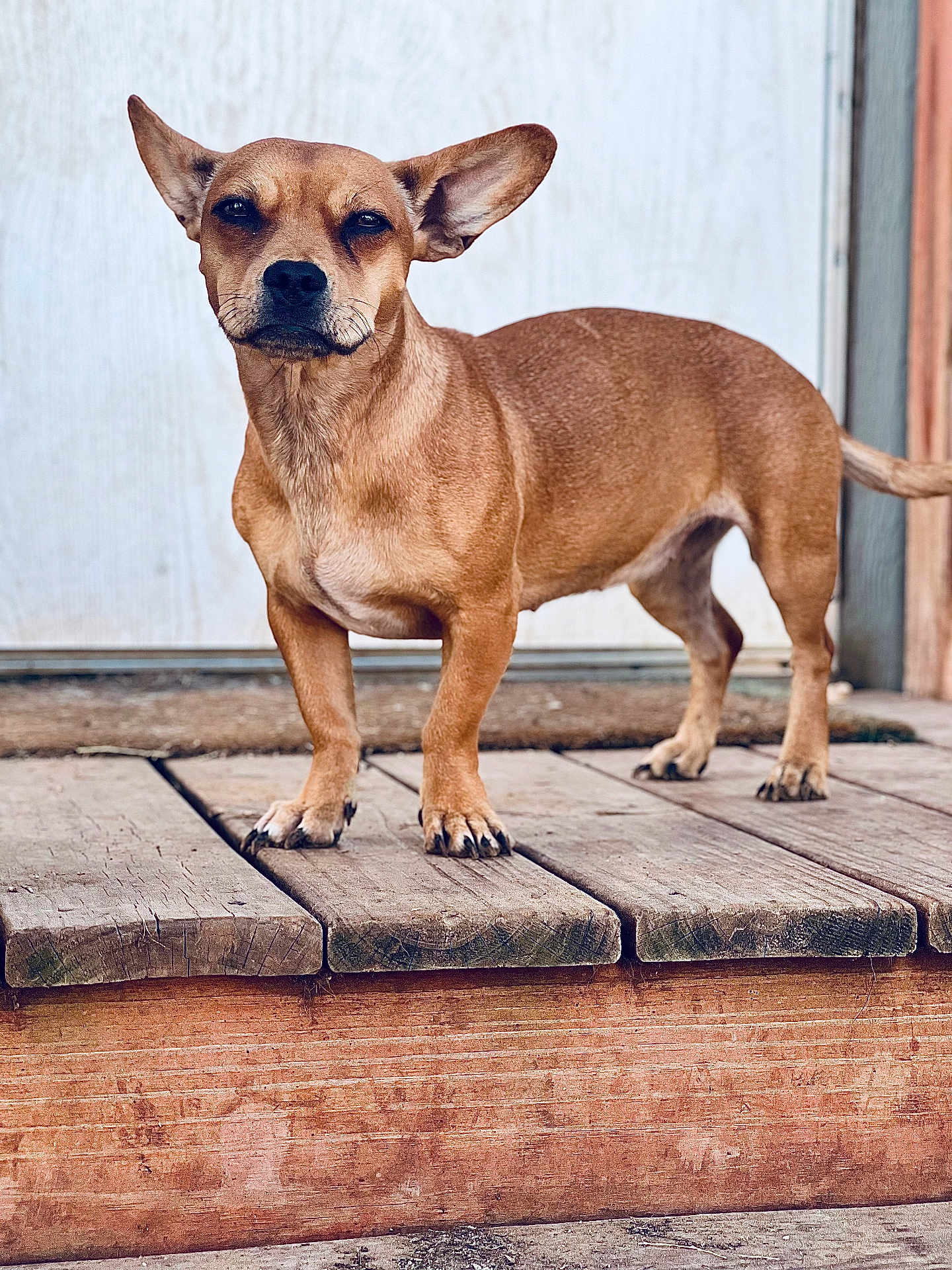 Maggie