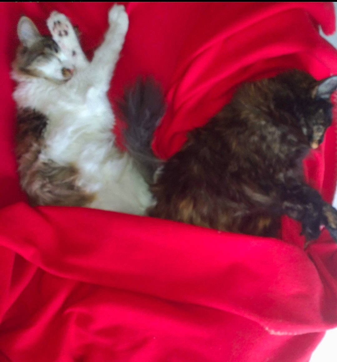 Etincelle a rejoint le concours — aidez-le/la à gagner de superbes lots ! canidae, carmine, carnivore, cat, comfort, companion_dog, couch, dog_breed, dog_supply, felidae, fur, magenta, nap, paw, red, small_to_medium_sized_cats, snout, sporting_group, tail, whiskers