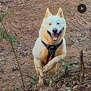 Marshall joined the competition — help win amazing prizes! dog, white_dog, outdoor, dirt_path, leaves, plants, harness, running, happy, pet, animal, nature, playful, canine, forest_floor, smiling, active, fur, ears, tongue