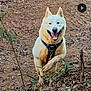 dog, white_dog, outdoor, dirt_path, leaves, plants, harness, running, happy, pet, animal, nature, playful, canine, forest_floor, smiling, active, fur, ears, tongue