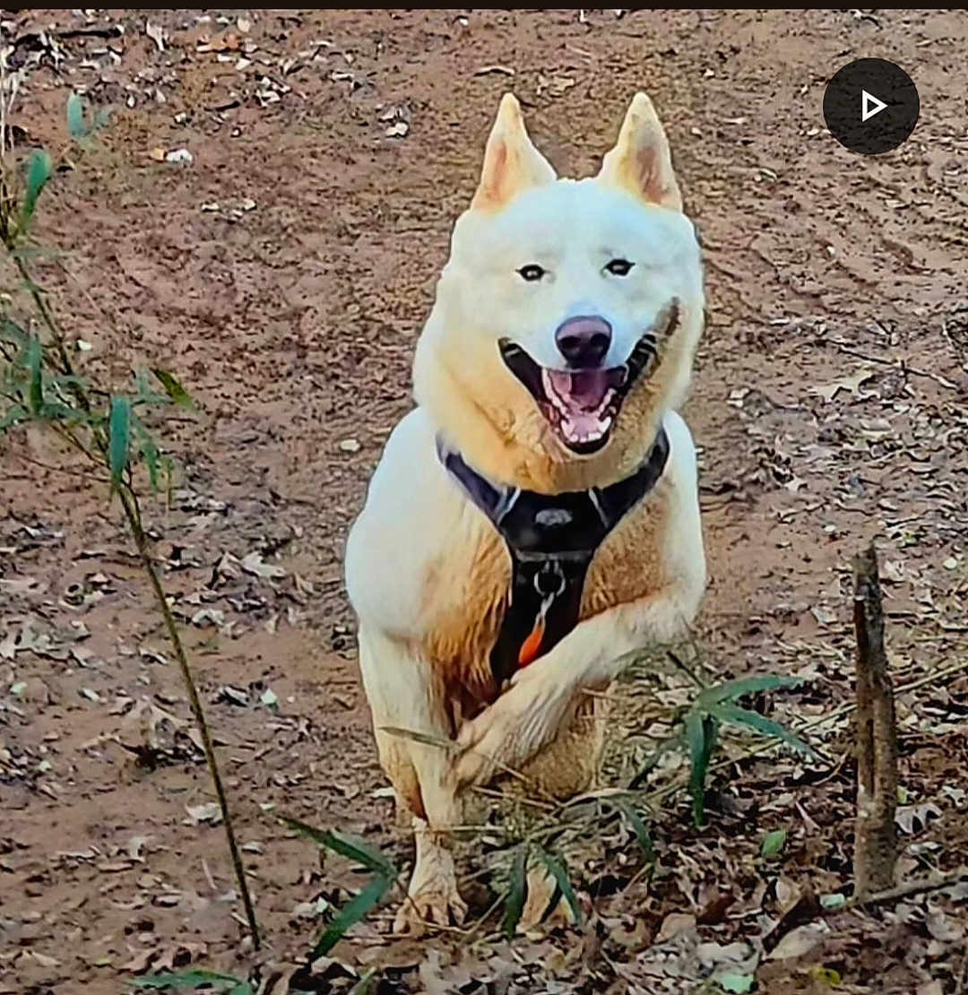Marshall joined the competition — help win amazing prizes! dog, white_dog, outdoor, dirt_path, leaves, plants, harness, running, happy, pet, animal, nature, playful, canine, forest_floor, smiling, active, fur, ears, tongue