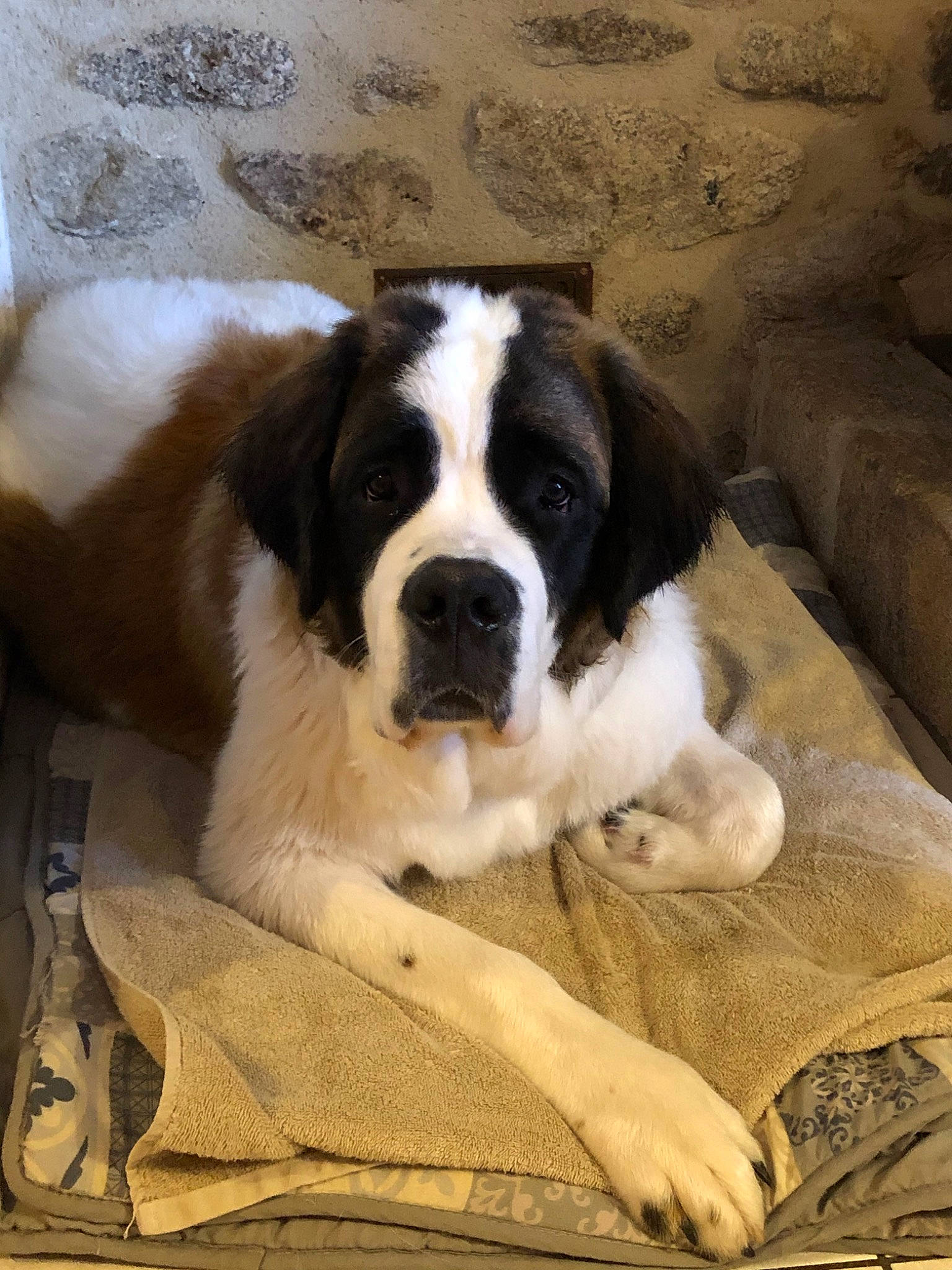 Coi participe au concours pour gagner de l'argent avec cette photo : ancient_dog_breeds, canidae, carnivore, companion_dog, dog, dog_breed, drentse_patrijshond, giant_dog_breed, karakachan_dog, landseer, mammal, moscow_watchdog, mucuchies, pyrenean_mastiff, rafeiro_do_alentejo, rare_breed_dog, snout, sporting_group, st_bernard, vertebrate