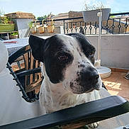 Bess a rejoint le concours — aidez-le/la à gagner de superbes lots ! dog, black_and_white, chair, balcony, potted_plants, outdoor, daylight, pet, curious, mesh_chair, tile_floor, railing, sunny, animal, closeup, domestic_animal, furniture, relaxing, canine, nature
