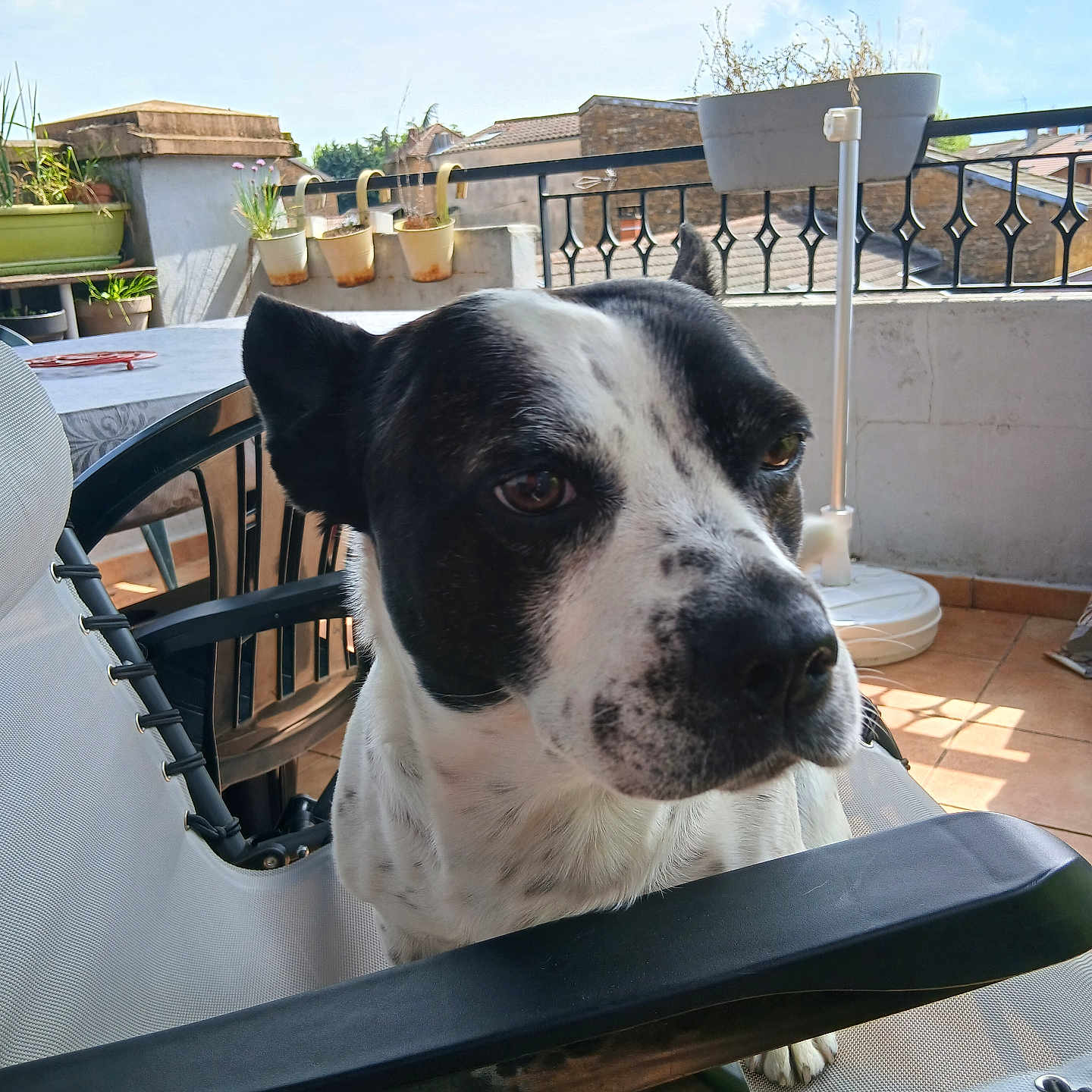 Bess