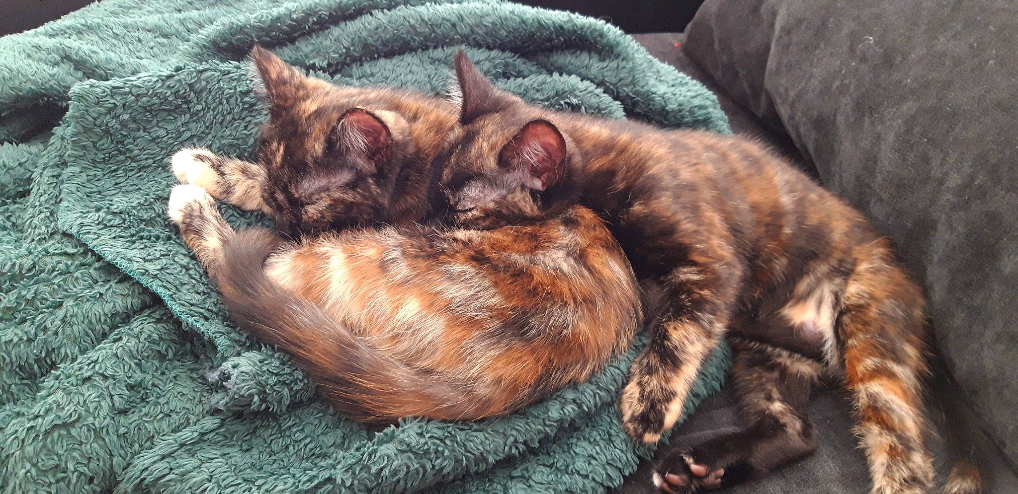 Pachy a rejoint le concours — aidez-le/la à gagner de superbes lots ! asian, carnivore, cat, domestic_short_haired_cat, dragon_li, ear, european_shorthair, fawn, felidae, fur, german_rex, kitten, mammal, nap, sleep, small_to_medium_sized_cats, snout, tabby_cat, whiskers