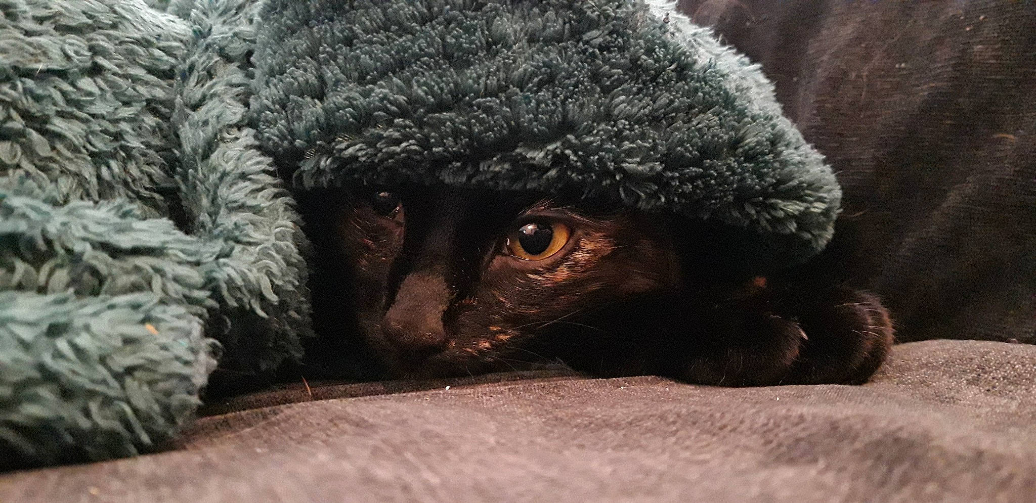 Pachy a rejoint le concours — aidez-le/la à gagner de superbes lots ! carnivore, cat, eye, felidae, fur, organism, small_to_medium_sized_cats, snout, terrestrial_animal, whiskers