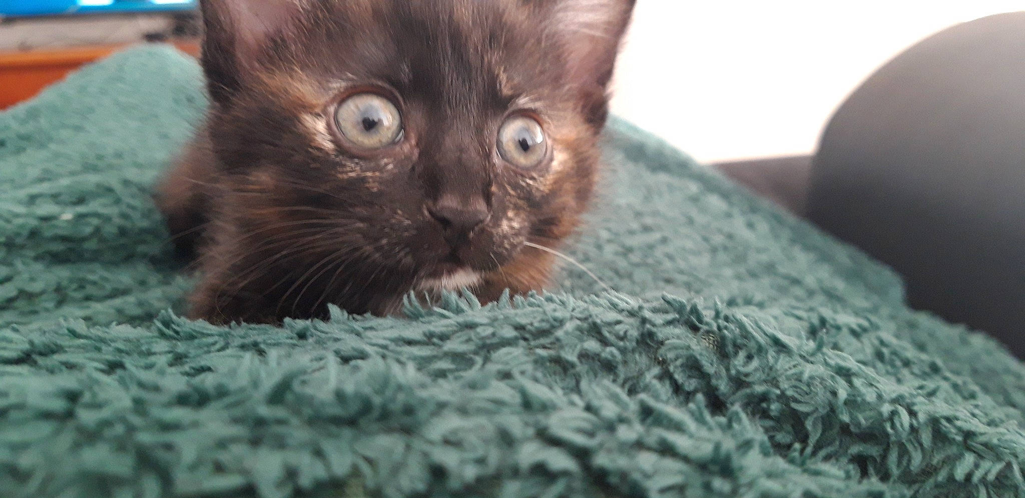 Pachy a rejoint le concours — aidez-le/la à gagner de superbes lots ! asian, black_cat, british_semi_longhair, burmese, carnivore, cat, domestic_short_haired_cat, eye, felidae, german_rex, havana_brown, kitten, korat, mammal, nebelung, organism, small_to_medium_sized_cats, snout, vertebrate, whiskers